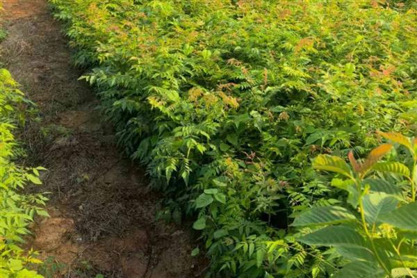 栾树如何进行田间管理，发芽后要经常抹芽