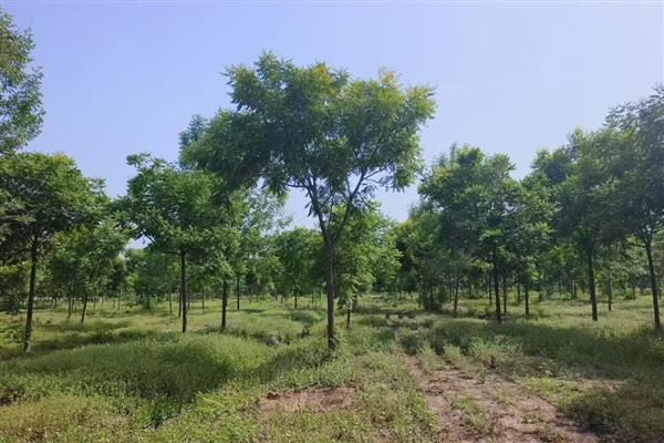 栾树如何进行田间管理，发芽后要经常抹芽