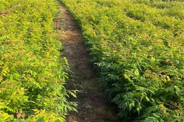 栾树如何进行田间管理，发芽后要经常抹芽