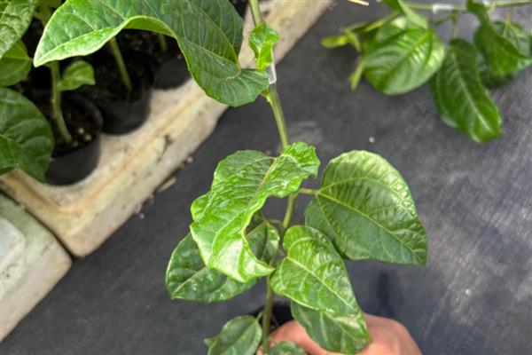 百香果的嫁接技术，首先需要挑选砧木