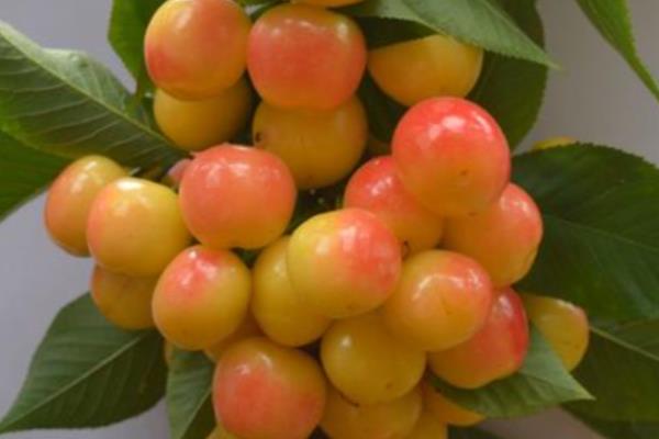 哪个品种的矮化樱桃苗好，比如红灯、黄蜜、萨米托等