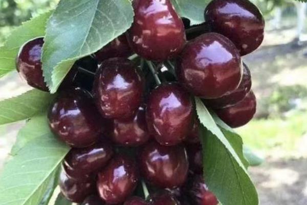 哪个品种的矮化樱桃苗好，比如红灯、黄蜜、萨米托等