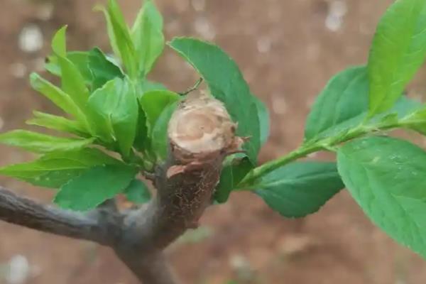 哪个品种的矮化樱桃苗好，比如红灯、黄蜜、萨米托等