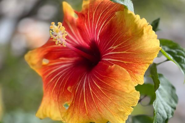 有什么花卉的名称不带花字,有月季、扶桑、满天星等