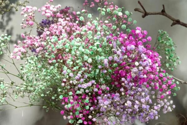 有什么花卉的名称不带花字,有月季、扶桑、满天星等