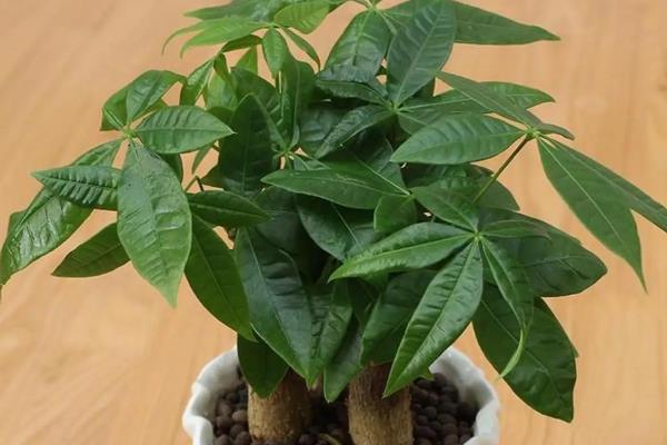 办公桌上适合放什么植物,推荐吊兰、凤梨花等