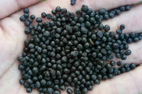 办公桌上适合放什么植物,推荐吊兰、凤梨花等