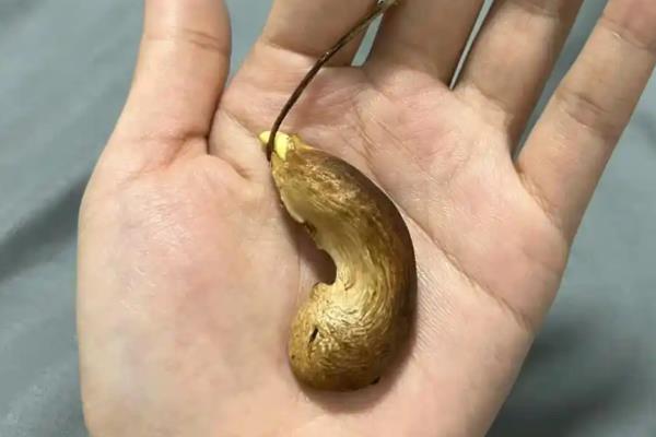 芒果的播种方法，种子的嫩芽要露在土壤外面