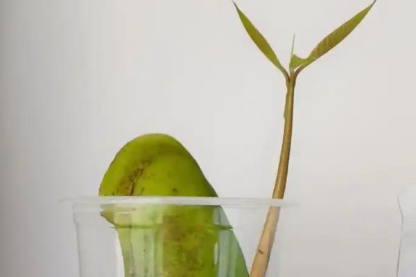 芒果的播种方法，种子的嫩芽要露在土壤外面