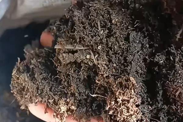 芒果的播种方法，种子的嫩芽要露在土壤外面