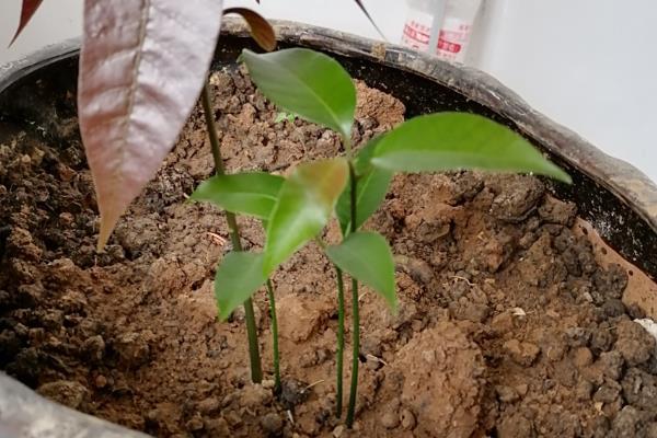 芒果的播种方法，种子的嫩芽要露在土壤外面