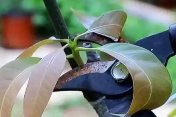 芒果的播种方法，种子的嫩芽要露在土壤外面