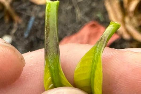 芒果的播种方法，种子的嫩芽要露在土壤外面