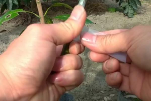 芒果的播种方法，种子的嫩芽要露在土壤外面