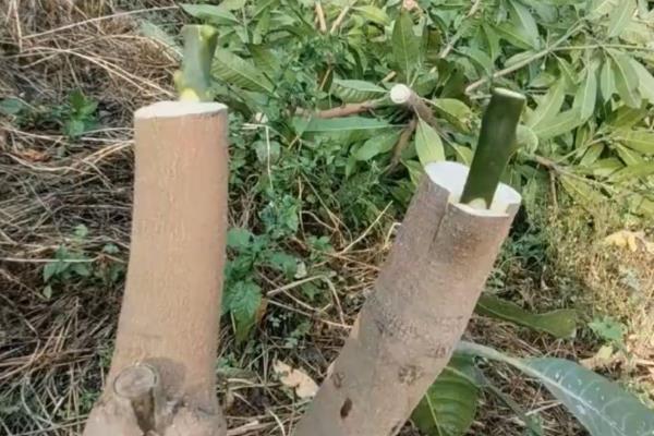 芒果的播种方法，种子的嫩芽要露在土壤外面