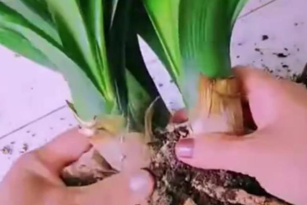 达木兰怎么分株繁殖,将子株掰离母体后重新种植