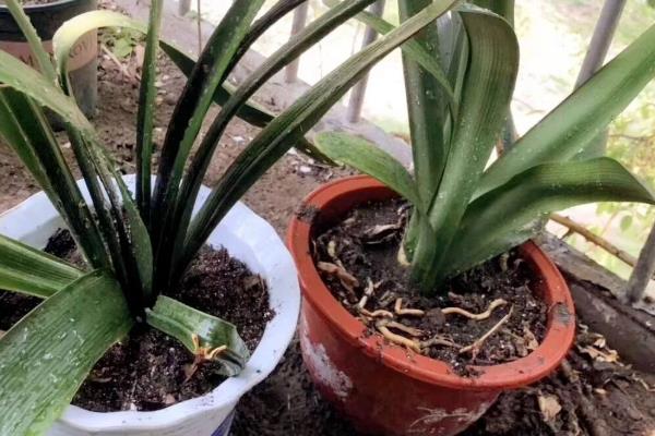 达木兰怎么分株繁殖,将子株掰离母体后重新种植