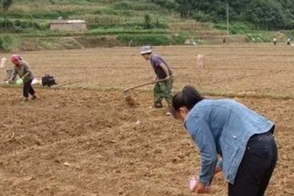 绿豆什么时候种植,适合在4-7月份播种