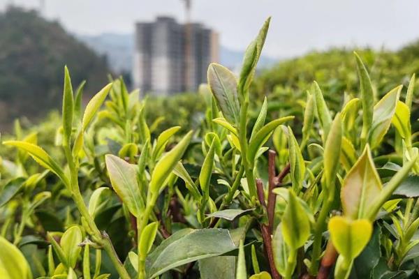 古丈毛尖属于哪种茶,是一种绿茶