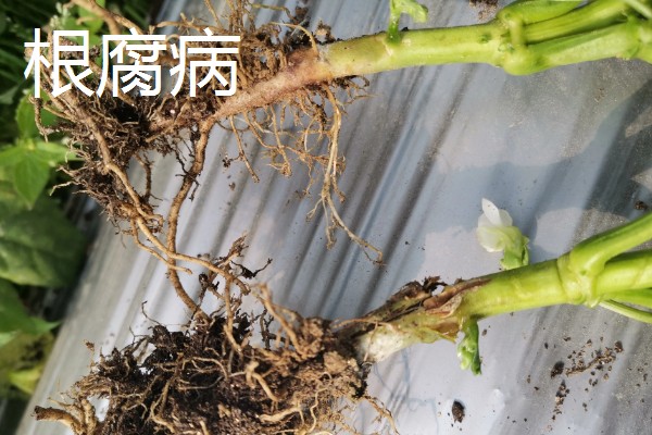 绿豆什么时候种植,适合在4-7月份播种