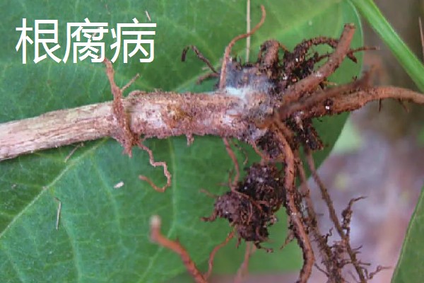 绿豆什么时候种植,适合在4-7月份播种