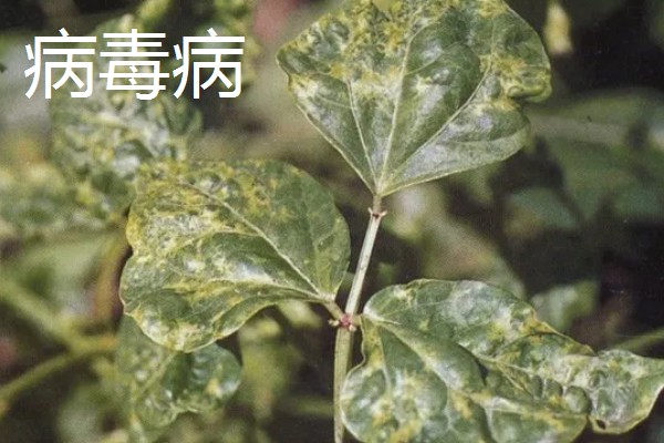 绿豆什么时候种植,适合在4-7月份播种