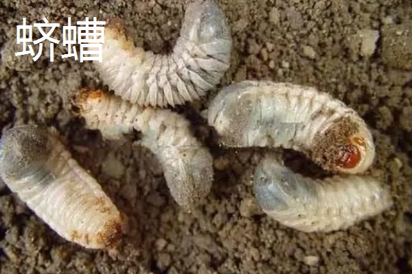 绿豆什么时候种植,适合在4-7月份播种