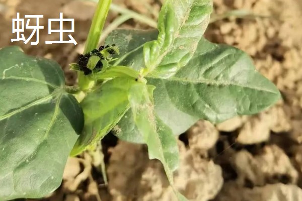 绿豆什么时候种植,适合在4-7月份播种