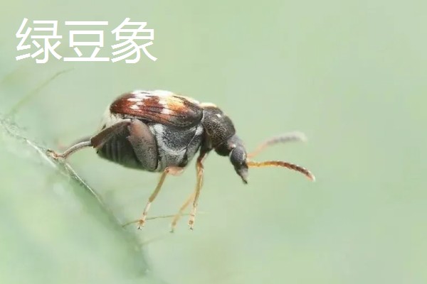 绿豆什么时候种植,适合在4-7月份播种