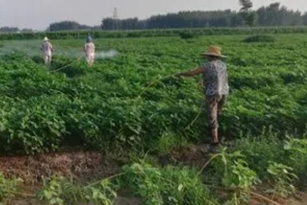 绿豆什么时候种植,适合在4-7月份播种