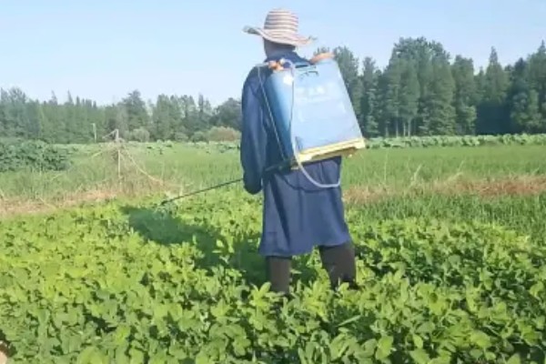 绿豆什么时候种植,适合在4-7月份播种