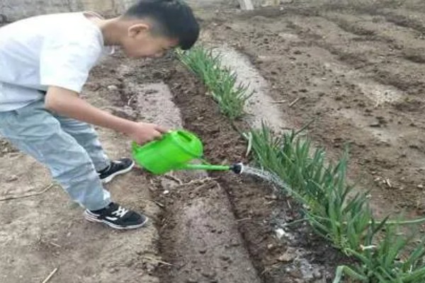 大葱的种植时间，一年四季都能种植