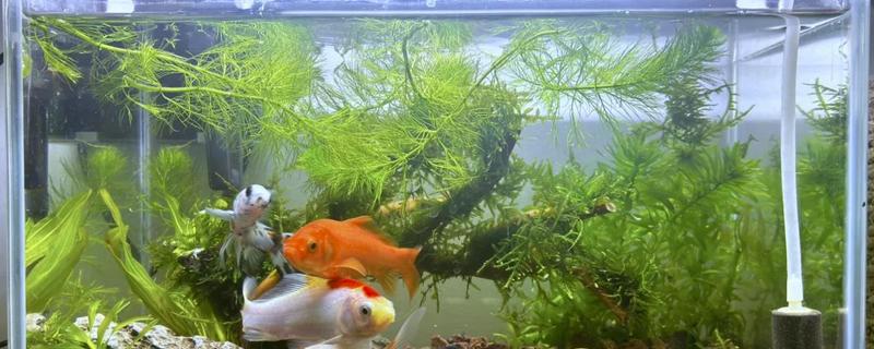 金鱼草的水培方法，前期每隔2-3天换一次水