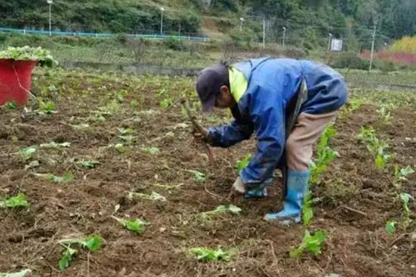 怎么种油菜,定植7天后追施速效氮肥