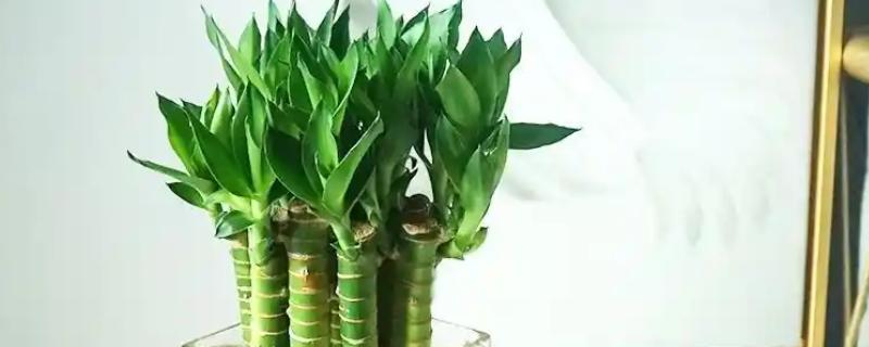 富贵竹长根了还要换水吗，无需勤换水