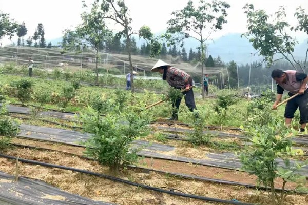 蓝莓休眠期怎么管理，冬季覆膜前要浇足水