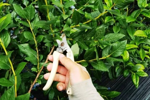 蓝莓休眠期怎么管理，冬季覆膜前要浇足水