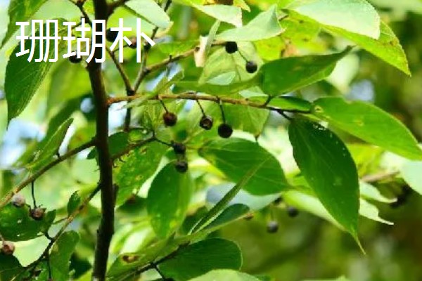 朴树的修剪时间,在冬季休眠期进行