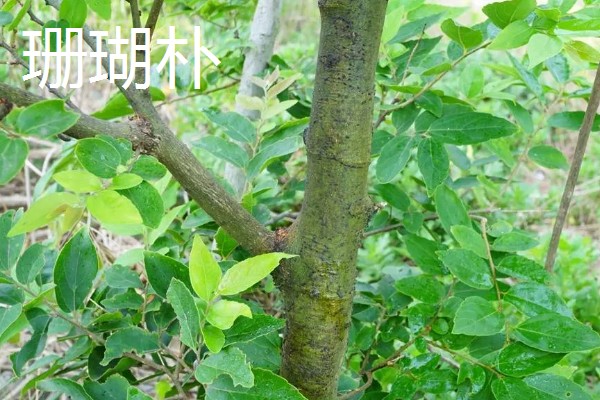 朴树的修剪时间,在冬季休眠期进行