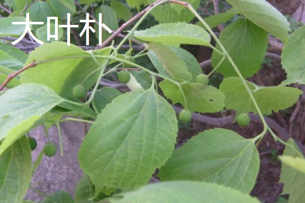 朴树的修剪时间,在冬季休眠期进行