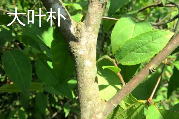 朴树的修剪时间,在冬季休眠期进行