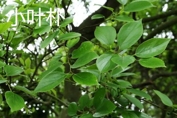 朴树的修剪时间,在冬季休眠期进行