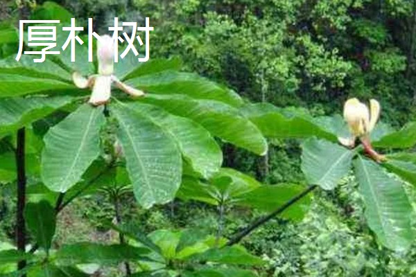 朴树的修剪时间,在冬季休眠期进行