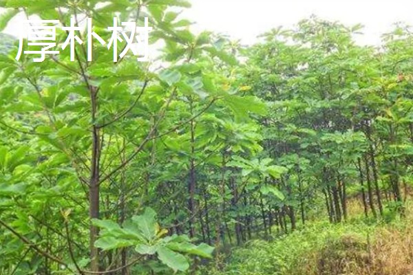 朴树的修剪时间,在冬季休眠期进行