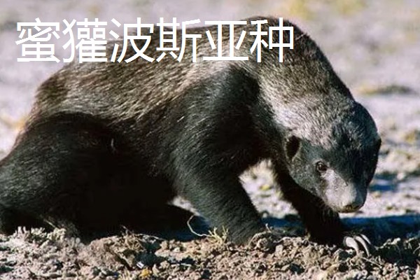 蜜獾有什么种类,分为蜜獾波斯亚种、蜜獾白背亚种等5个品种