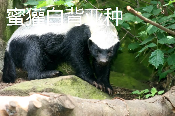 蜜獾有什么种类,分为蜜獾波斯亚种、蜜獾白背亚种等5个品种