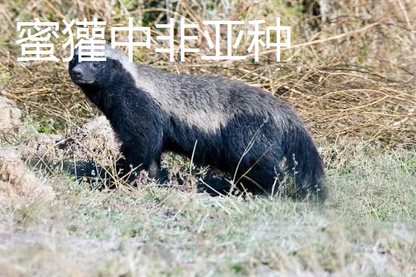 蜜獾有什么种类,分为蜜獾波斯亚种、蜜獾白背亚种等5个品种