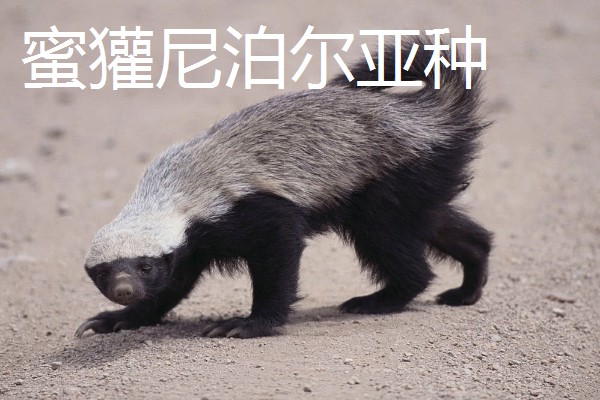 蜜獾有什么种类,分为蜜獾波斯亚种、蜜獾白背亚种等5个品种