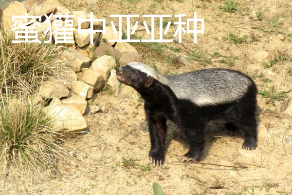 蜜獾有什么种类,分为蜜獾波斯亚种、蜜獾白背亚种等5个品种