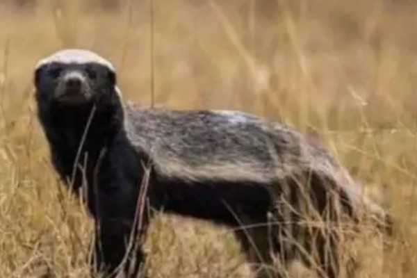 蜜獾有什么种类,分为蜜獾波斯亚种、蜜獾白背亚种等5个品种